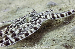 Mimic Octopus

Bunaken, Sulawesi, Indonesia Nikon D300S by Hans-Gert Broeder 